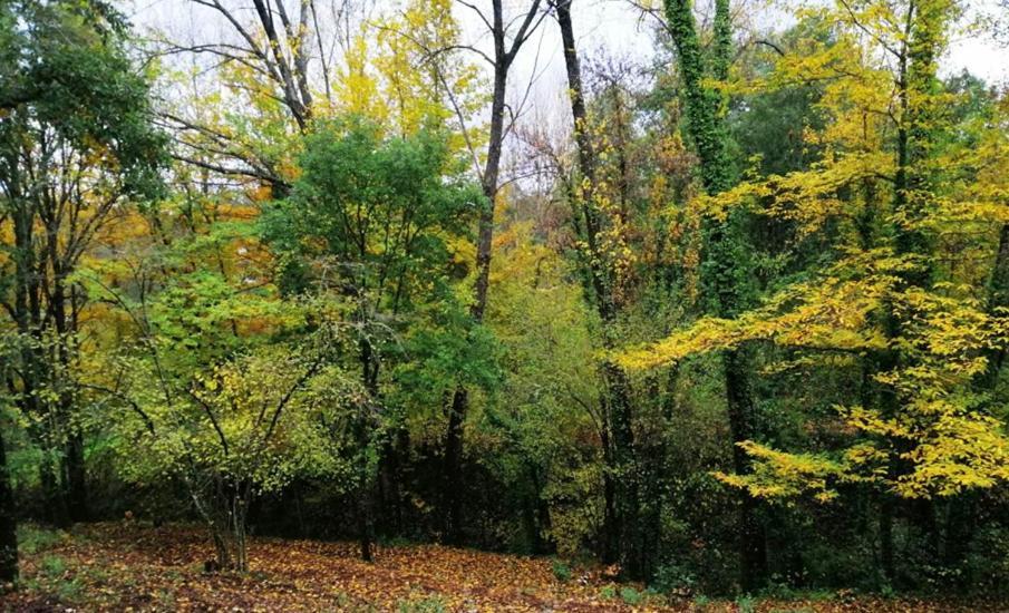 Finca La Liserilla Galaroza Exteriér fotografie